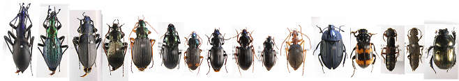 Beetles2_s50.bmp